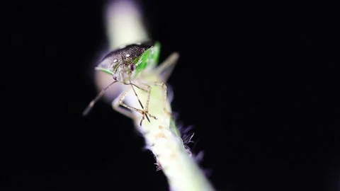 Closeup shot of a bug on a plant on a black background Stock Footage 152374253