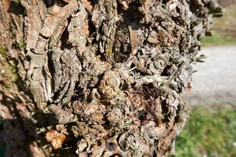 Closeup shot of a bumpy tree bark texture in the forest 스톡 사진