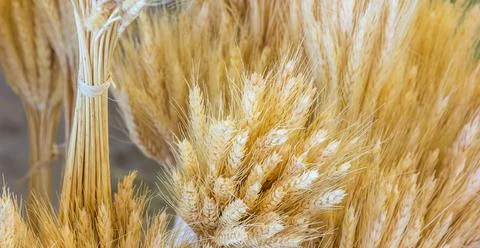 Closeup shot of a bundle of dried wheat plant Stock Photos