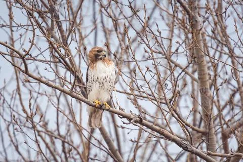 Closeup shot of a Buzzard eagle perching on a tree branch in Toronto, Canada 写真素材