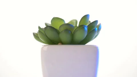 Closeup shot of a cactus in a pot. Camera turning around the plant. Stock Footage 145403940