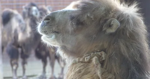 Closeup shot of Camel looking at other camels Stock Footage 63028061