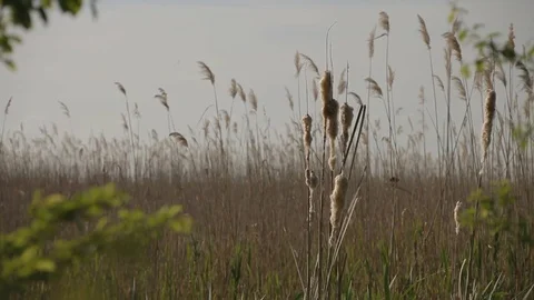 Closeup Shot of Cane in the Middle of Marsh Stock Footage 75406891