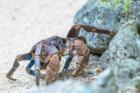 The closeup shot captures a crab crawling across the ground Stock Photos