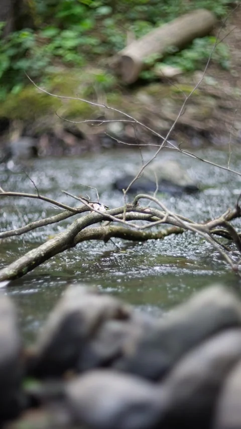 A closeup shot captures vines intertwining on a mosscovered stone wall in a Stock Footage 304735904