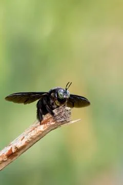 Closeup shot of a carpenter bee Foto stock