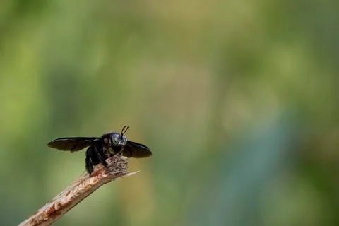 Closeup shot of a carpenter bee Stock Photos