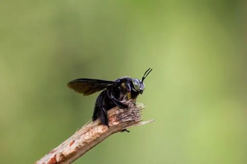 Closeup shot of a carpenter bee Stock Photos