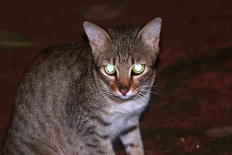 A closeup shot of a cat Stock Photos