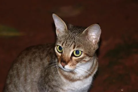 A closeup shot of a cat Stock Photos