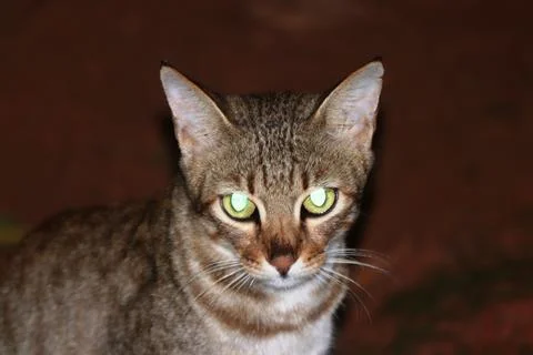A closeup shot of a cat Stock Photos