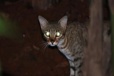 A closeup shot of a cat Stock Photos
