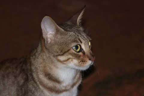 A closeup shot of a cat Stock Photos