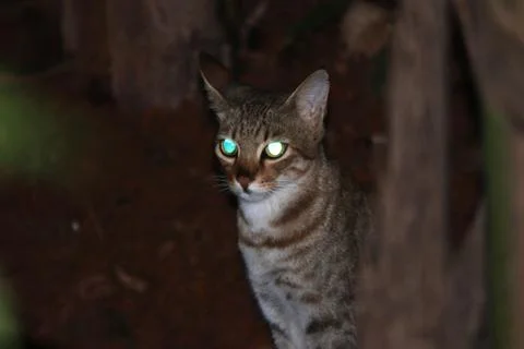 A closeup shot of a cat Stock Photos