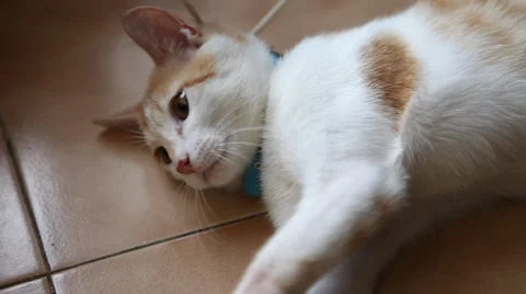 Closeup shot of cat playing Stock Footage 36775106