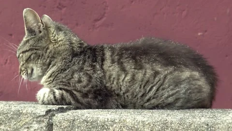 Closeup shot of a cat sitting 스톡 동영상 135443218