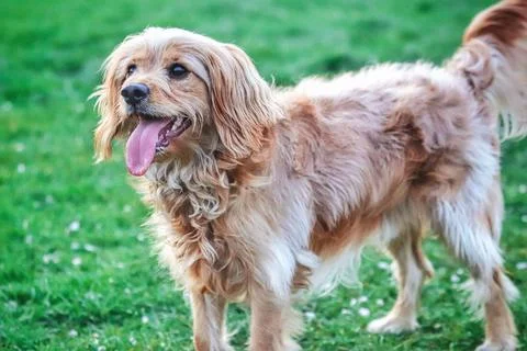 Closeup shot of a Cavapoo in a green meadow Stock Photos