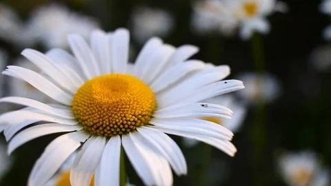 Closeup shot of chamomile in the field in cloudy weather Stock Footage 90381467