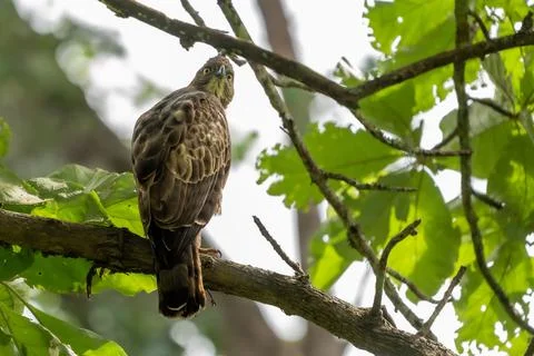 Closeup shot of a changeable hawk-eagle on a tree Stock Photos