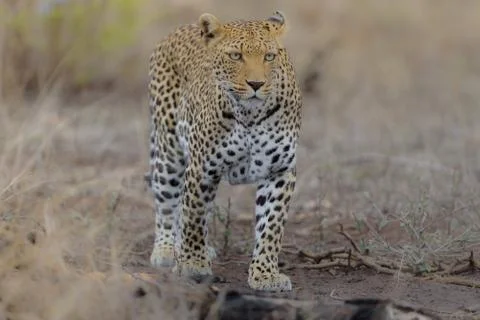 Closeup shot of a cheetah walking while looking straight ahead Stock Photos
