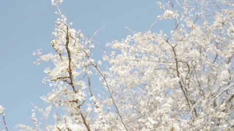 Closeup Shot of Cherry Blossom Tree Branch Stock Footage 116248995