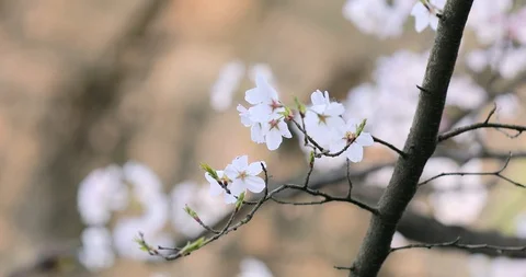 Closeup shot of cherry blossoms near west lake - hangzhou, china Stock Footage