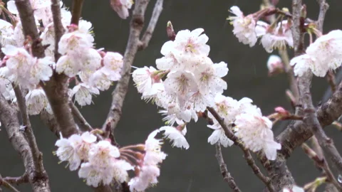 Closeup shot of the cherry flower tree with snowing background. 4K Stock Footage 269262227