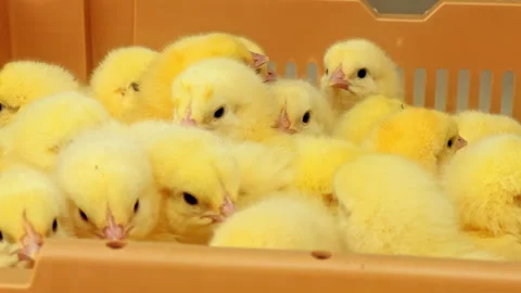 Closeup shot of Chicks In Cage Vídeos de archivo 242431589