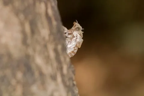 Closeup shot of a Cicada on a tree bark with blurred background - Ecology. Stock Photos