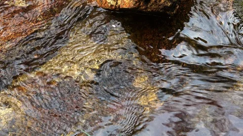 Closeup shot of the clear brook with floating sakura petals with audio Stock Footage 127680853