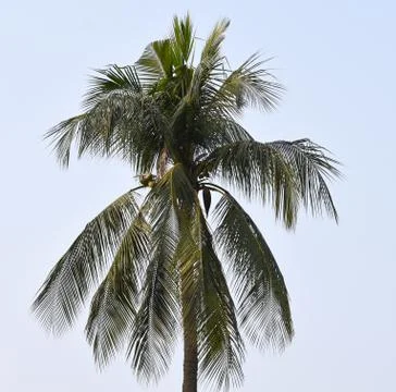 Closeup shot of a Coconut tree Foto stock