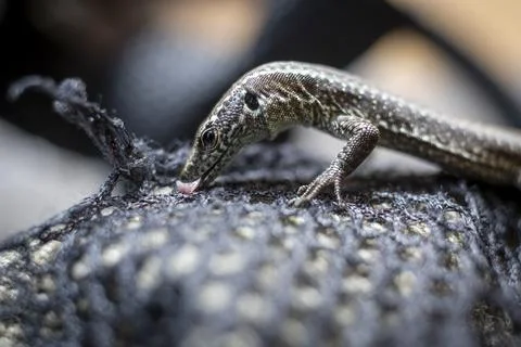 Closeup shot of a common Wall Lizard, scientifically named Podarcis muralis Foto stock