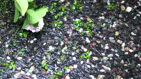 Closeup shot of constant heavy rain on flooded ground. 4K. Downpour. Video stock 178839675
