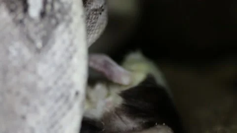 Closeup shot of a crawling long grey snake eating a rat Stock Footage 162483638