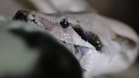 Closeup shot of a crawling long grey snake eating a rat Stock Footage 162483654