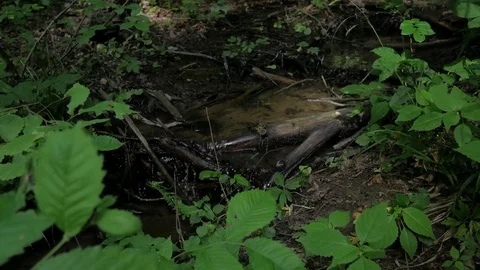 Closeup shot of a creek Stock Footage 77579898
