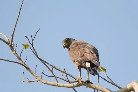 Closeup shot of a Crested serpent eagle Stock Photos