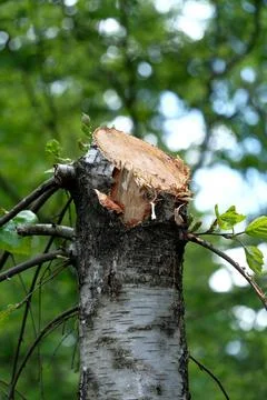 A closeup shot of a cut tree trunk with a blurred background Foto stock