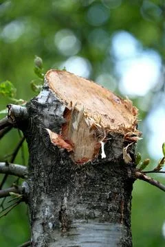 A closeup shot of a cut tree trunk with a blurred background Stock Photos