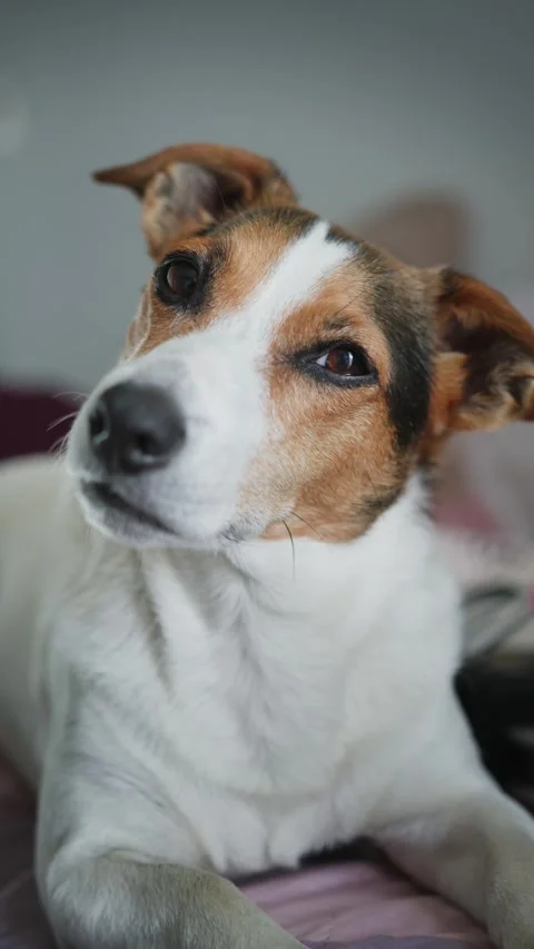 Closeup shot of cute Jack Russell Terrier on bed, displaying charm and Stockbeeldmateriaal 278239506