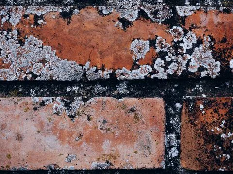 Closeup shot of damage caused by efflorescent of mold on a brick wall Stock Photos