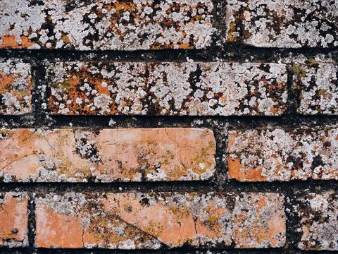 Closeup shot of damage caused by efflorescent of mold on a brick wall Stock Photos