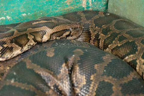 Closeup shot of a dangerous Burmese Python resting head on its body 写真素材