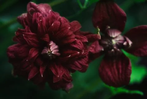 Closeup shot of dark red Clematis Purpurea Plena Elegans flowers Stock Photos