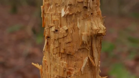 A closeup shot of deer, badger, squirrel or beaver damage to tree bark Stockbeeldmateriaal 263966982