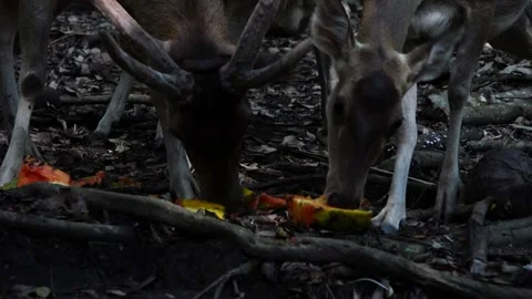 Closeup shot of deer feeding on tree roots Stock Footage 241654007