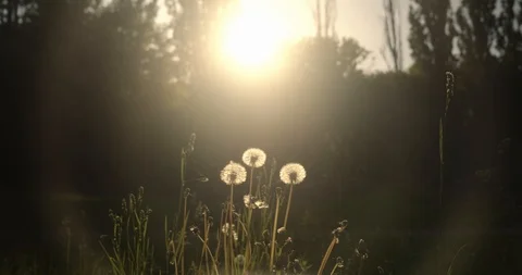 Closeup shot: Developing dandelions at sunset, shrouded in warm spring sunshine Stockbeeldmateriaal 128219621