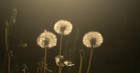 Closeup shot: Developing dandelions at sunset, shrouded in warm spring sunshine Stockbeeldmateriaal 128220077