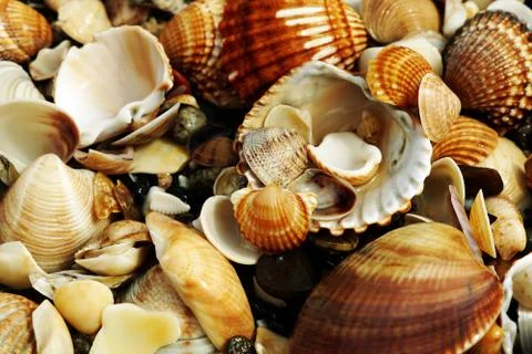 Closeup shot of different shellfish and snails put on top of each other Stock Photos