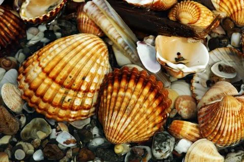 Closeup shot of different shellfish and snails put on top of each other 库存照片